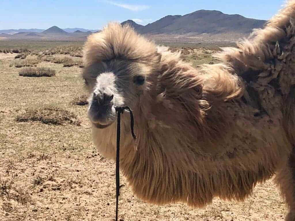 Camel Joe - Gobi Desert