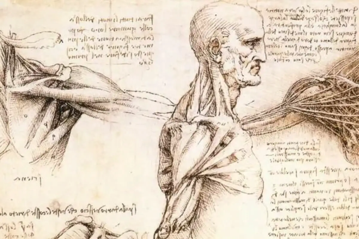 Exploring Da Vinci Sketches