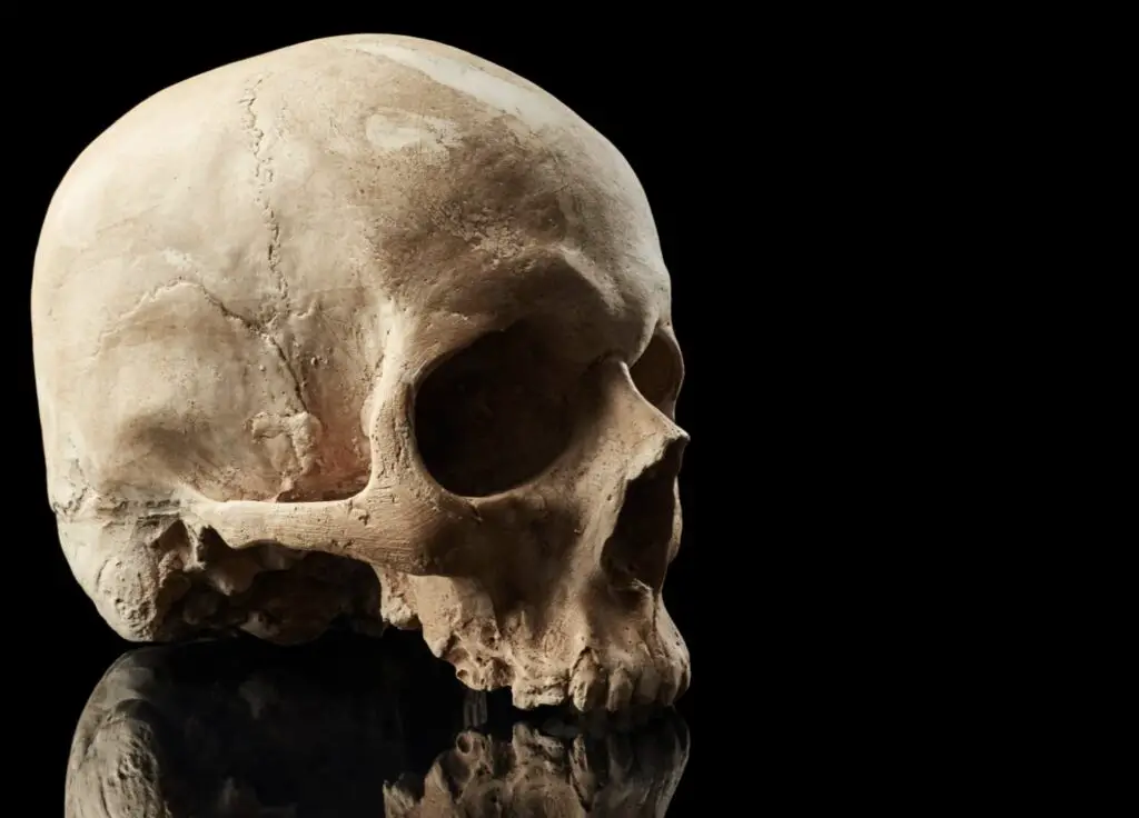 Skull for Human Anatomy