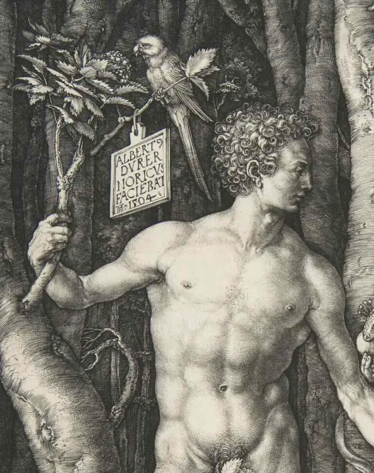 Adam in Painting of Adam and Eve (1504 ) By Albrecht Dürer