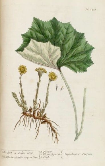   Elizabeth Blackwell  -  A Curious Herbal