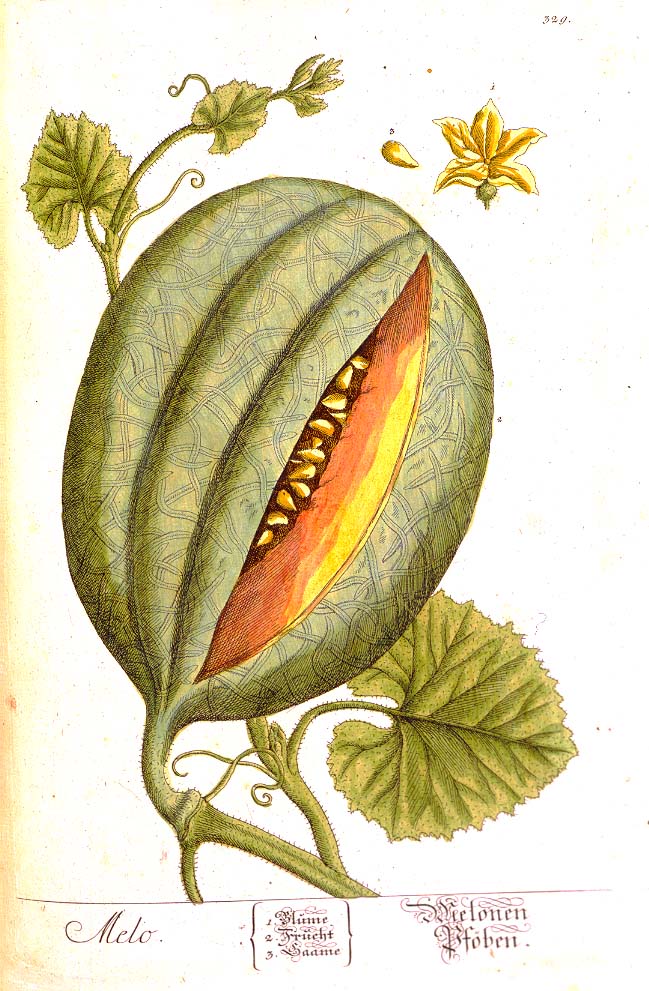 Elizabeth Blackwell - A Curious Herbal