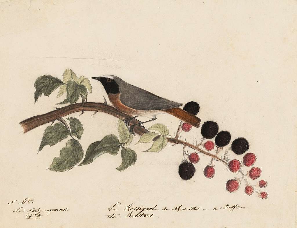 John James Audubon -Houghton Ms Am-21-23