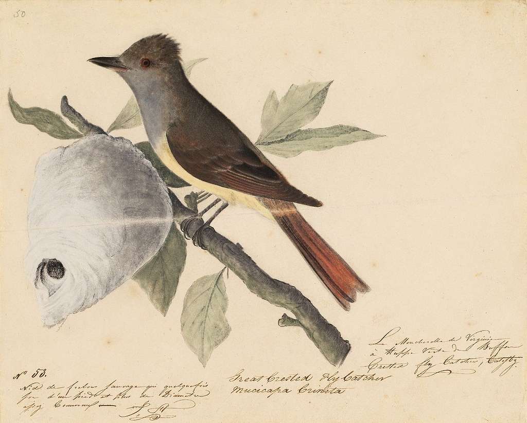 John James Audubon -Houghton Ms Am-21-23