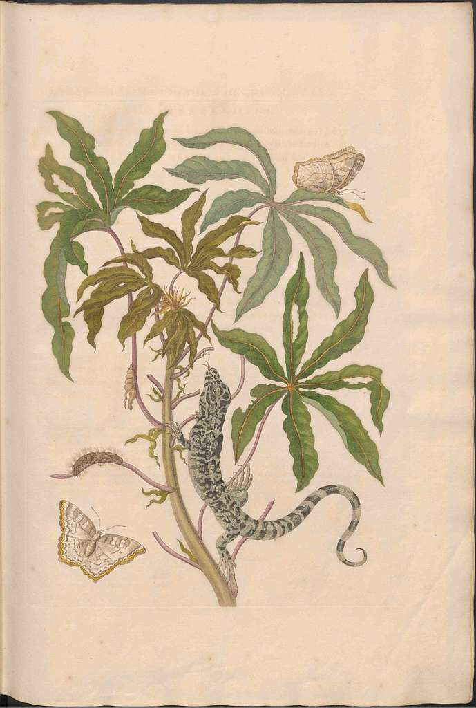 Maria Sibylla Merian Metamorphosis Uni Bib Utrecht Mag Ab 352 Rariora 04-217c71 