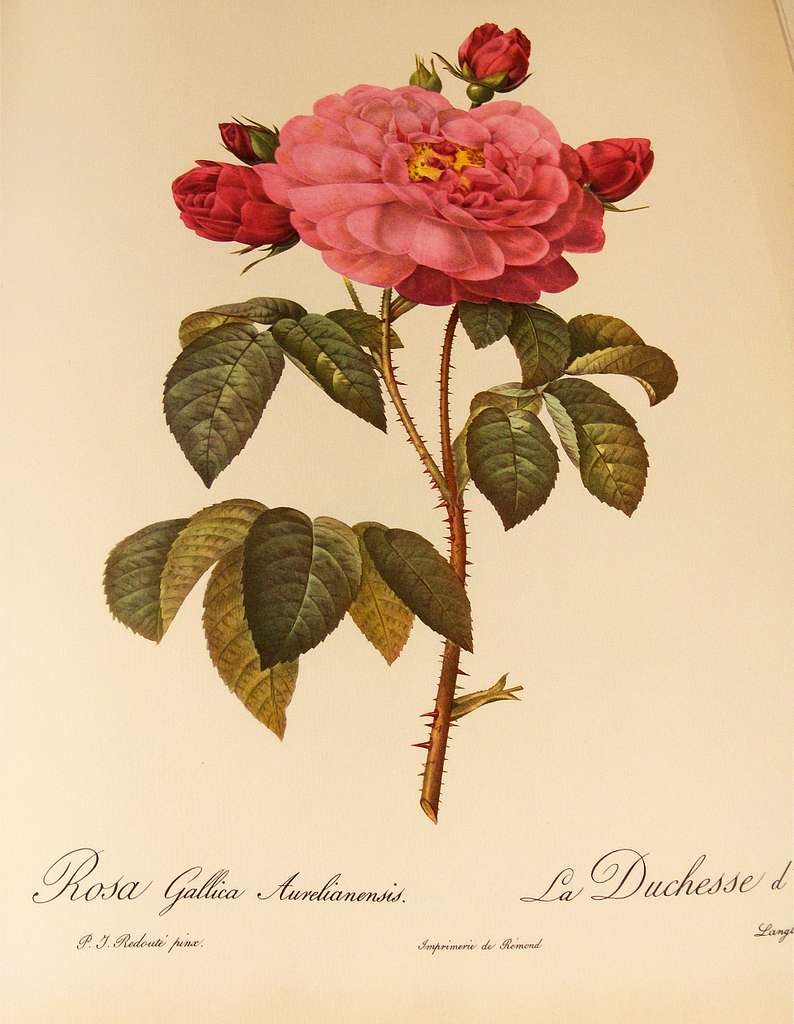 Pierre-Joseph Redouté -Rosa Gallica Aurelianensis