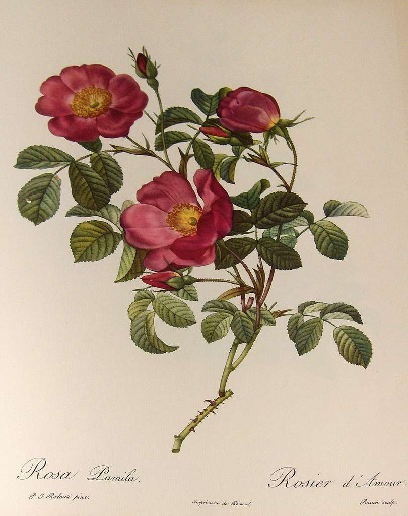 Pierre-Joseph Redouté -Rosa Pumila
