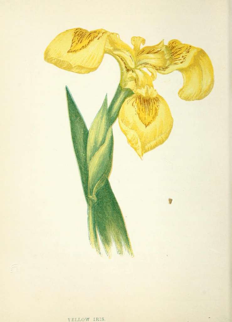 Anne Pratt Wild Flowers Pl-65-8512697671-cb197f