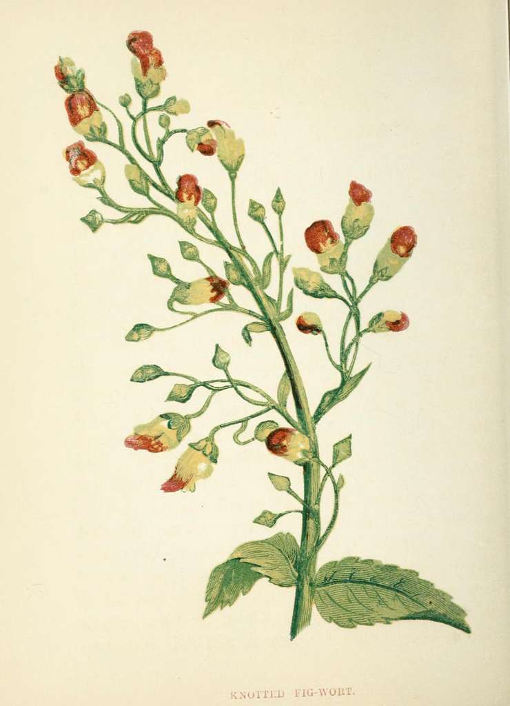 Anne Pratt Wild Flowers Pl-87-bhl21587485-9d07d3